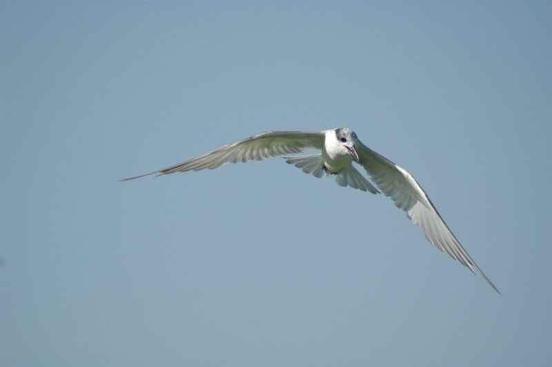 Whiskered Tern