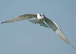 Whiskered Tern