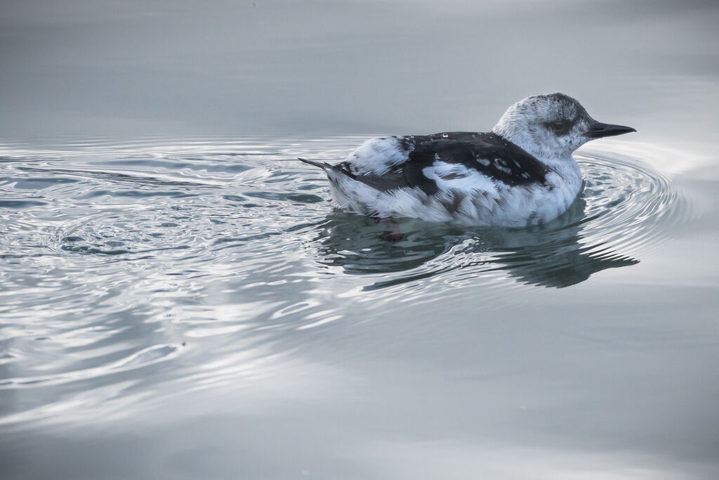 Guillemot à miroir