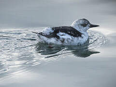 Black Guillemot