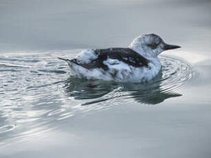 Guillemot à miroir