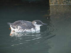 Guillemot à miroir