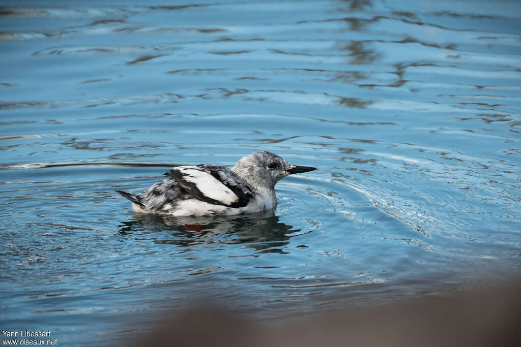 Guillemot à miroiradulte internuptial, identification