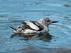 Guillemot à miroir