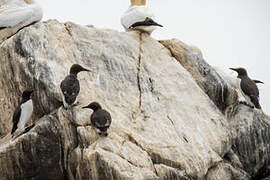 Common Murre