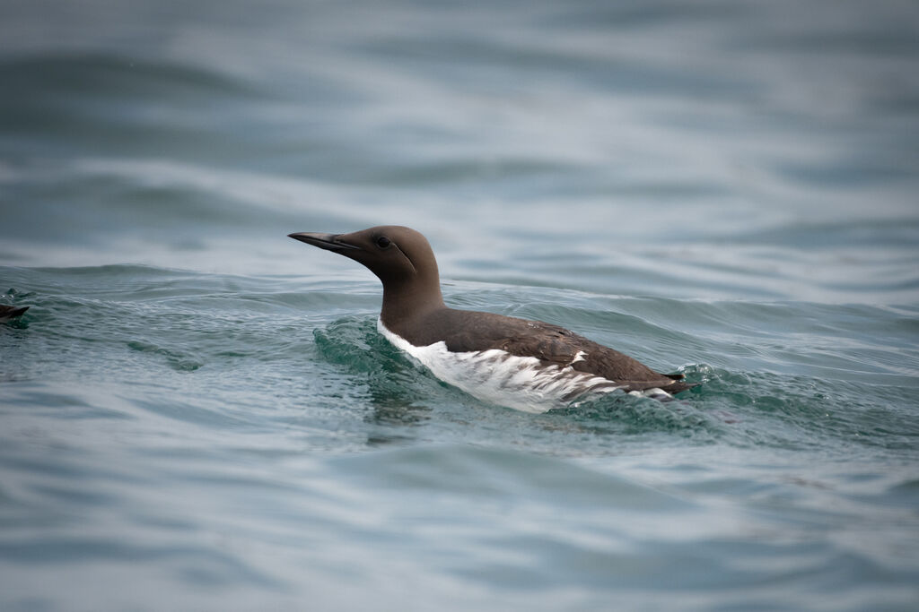 Common Murre