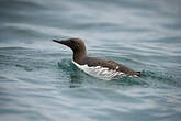 Guillemot de Troïl