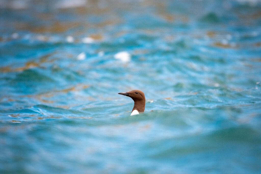 Common Murre