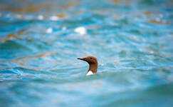 Guillemot de Troïl