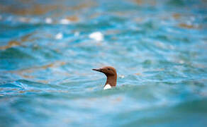 Common Murre