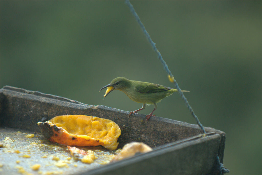 Red-legged Honeycreeper