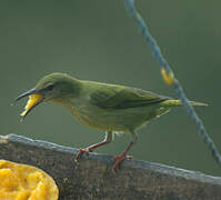 Red-legged Honeycreeper