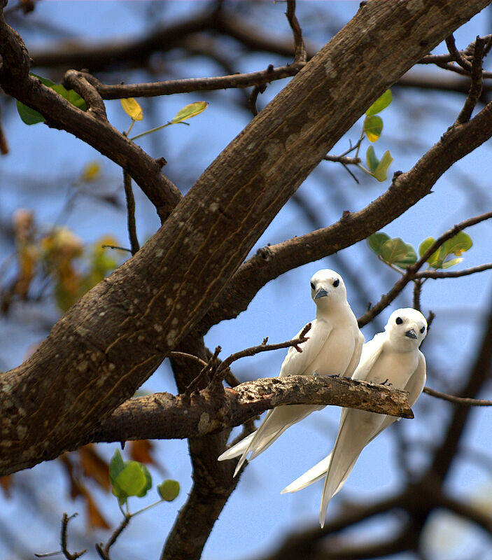 White Tern