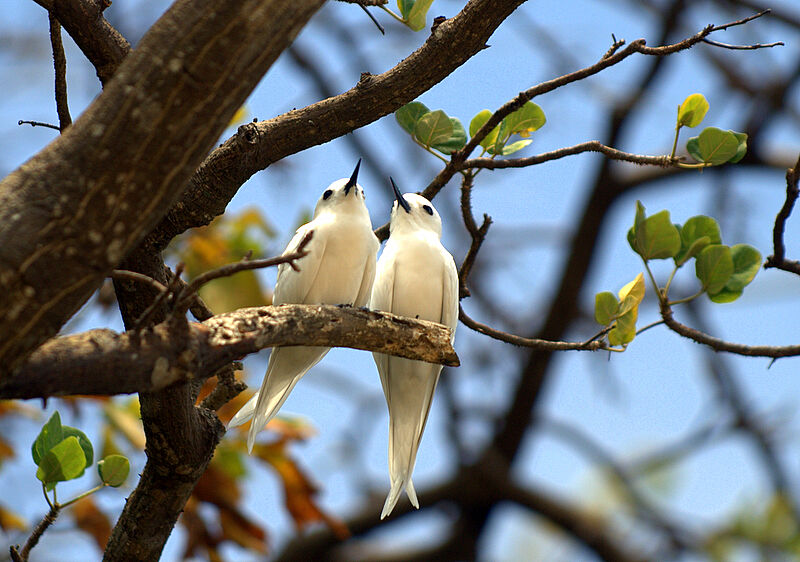 White Tern