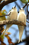 White Tern