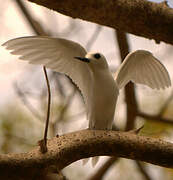 White Tern