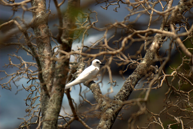 White Tern