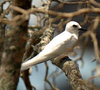 White Tern