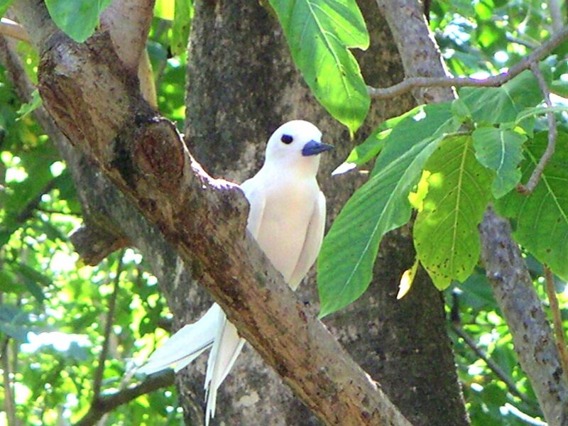 White Tern