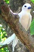 White Tern