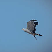 African Harrier-Hawk