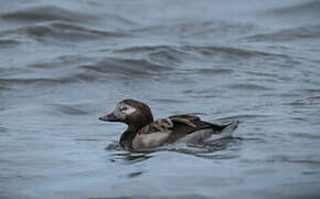 Long-tailed Duck