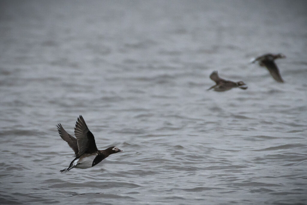 Long-tailed Duck