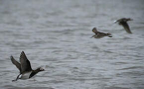 Long-tailed Duck