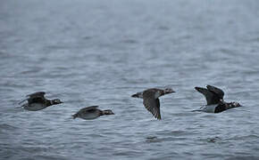 Long-tailed Duck