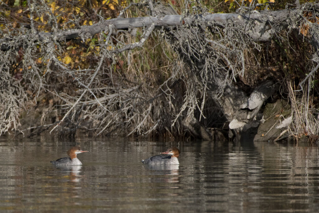 Common Merganser