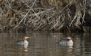 Common Merganser