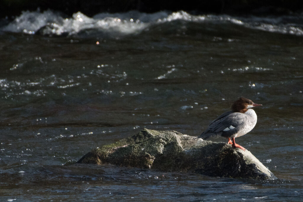 Common Merganser