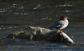 Common Merganser