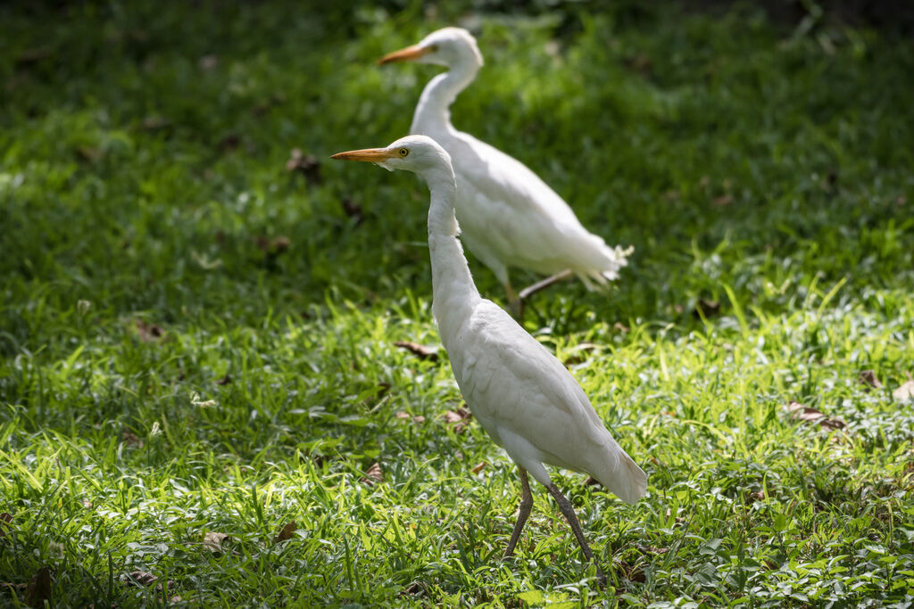 Yellow-billed Egret