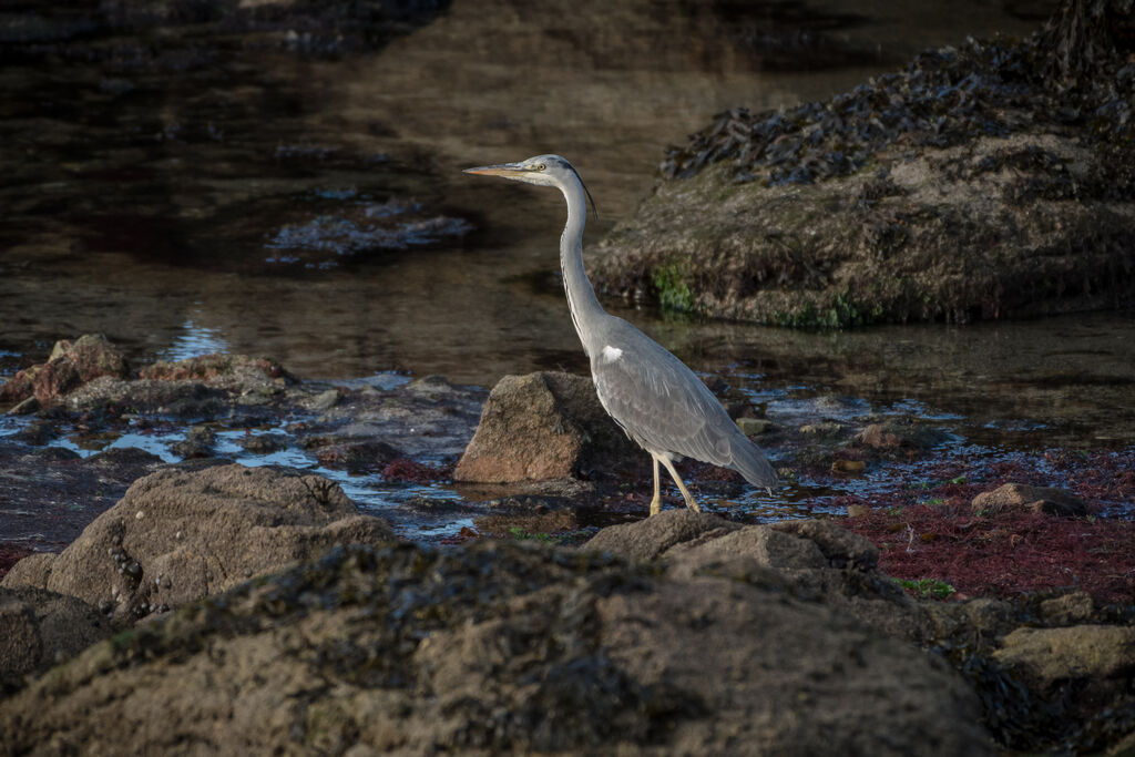 Grey Heron