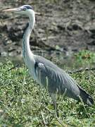 Grey Heron