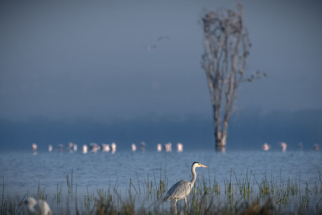 Grey Heron