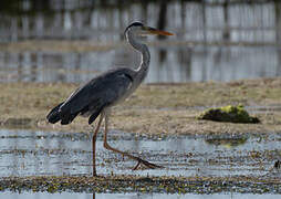 Grey Heron