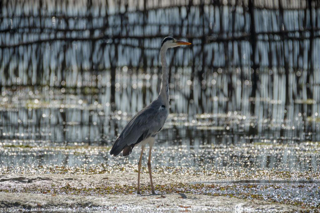 Grey Heron