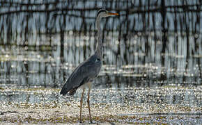 Grey Heron