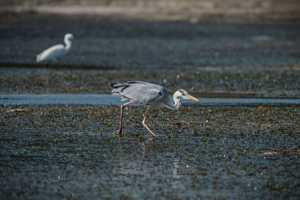 Grey Heron