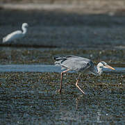 Grey Heron