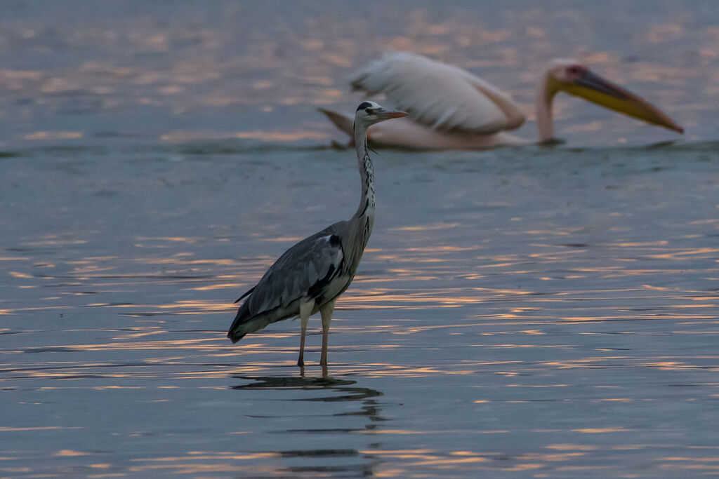 Grey Heron