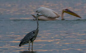 Grey Heron