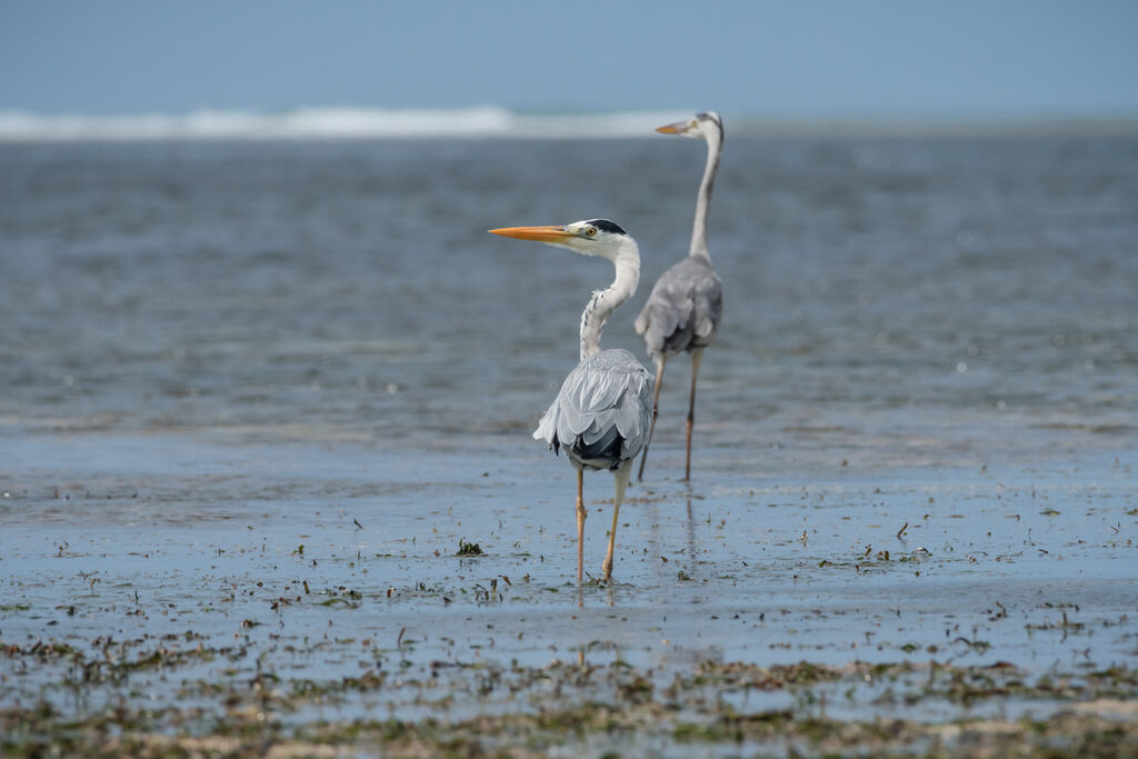 Grey Heron