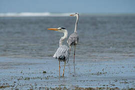 Grey Heron