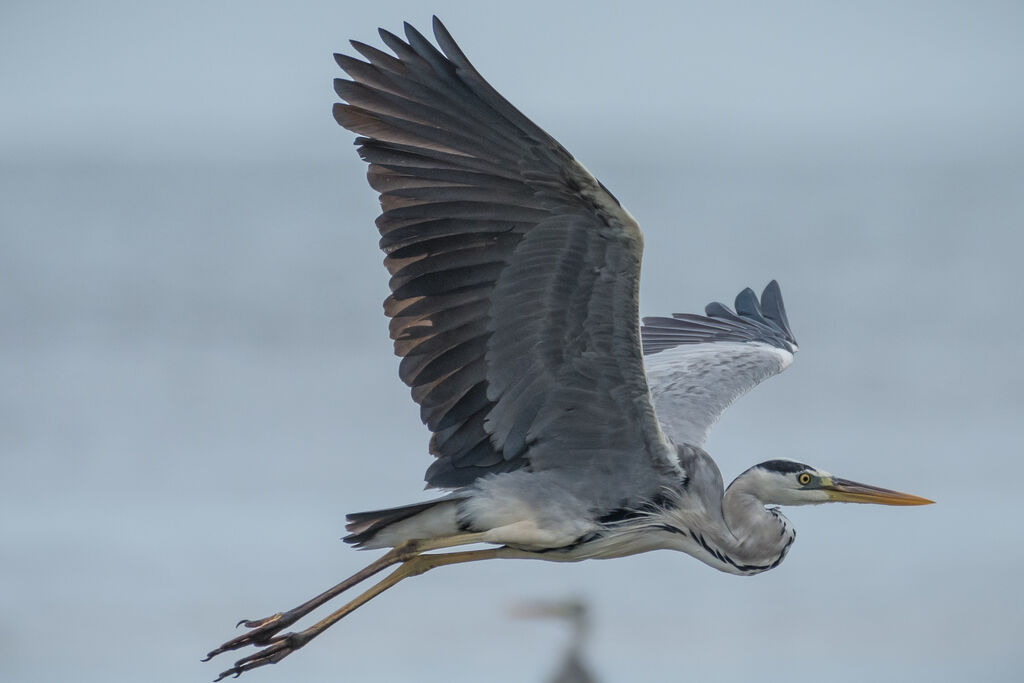 Grey Heron, Flight