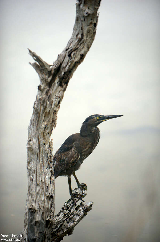 Héron des Galapagosimmature, identification