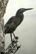 Lava Heron