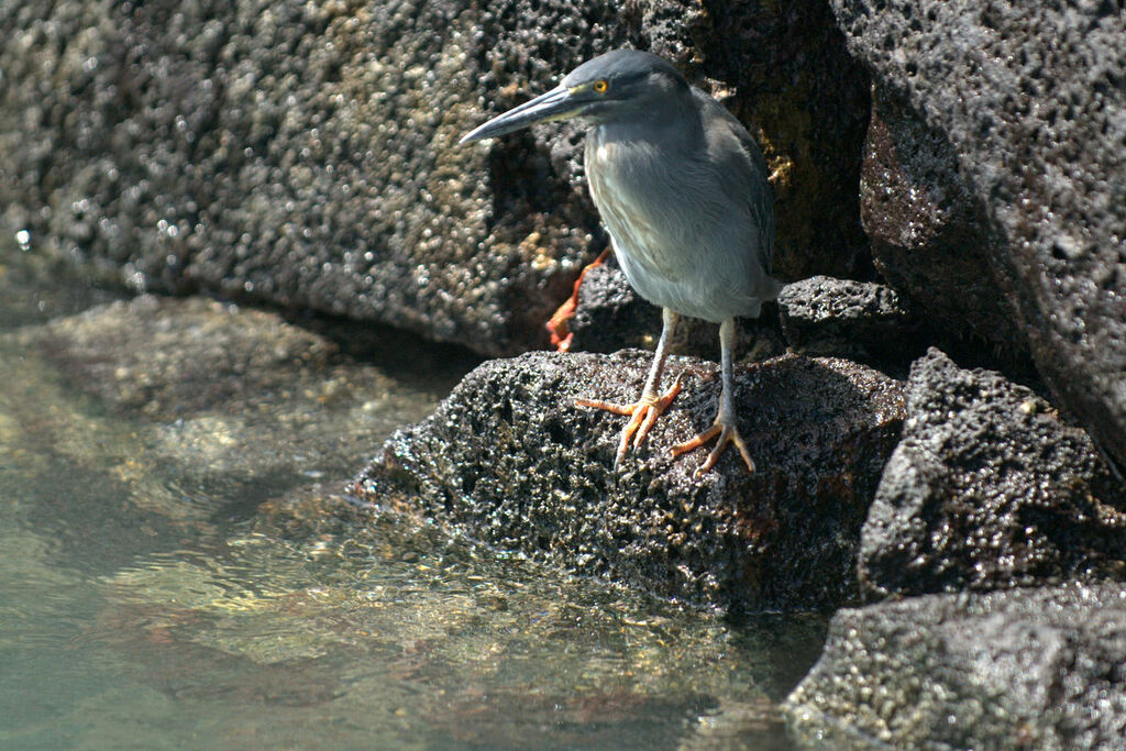 Héron des Galapagos